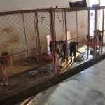 Hunde im staatlichen Tierheim