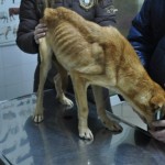 Scooby wird beim Tierarzt untersucht (3)