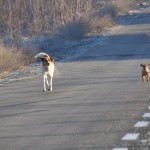 Strassenhunde in Lugoj (1)