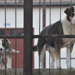 Strassenhunde in Lugoj (2)