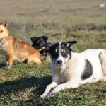 Strassenhunde in Lugoj (3)