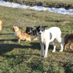 Strassenhunde in Lugoj (4)