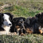 Strassenhunde in Lugoj (5)
